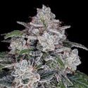 Return of the MAC Auto (DNA Genetics) Feminiserade