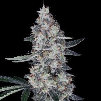 Watermelon Man Auto (DNA Genetics) Feminiserade