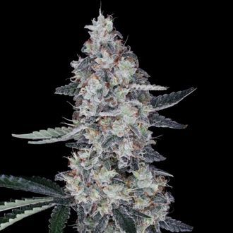 Watermelon Man Auto (DNA Genetics) Feminiserade