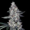 Watermelon Man Auto (DNA Genetics) Feminiserade