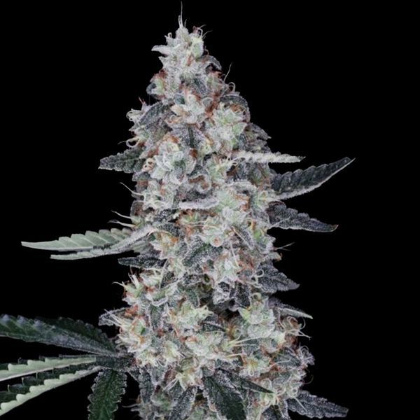 Watermelon Man Auto (DNA Genetics) Feminiserade