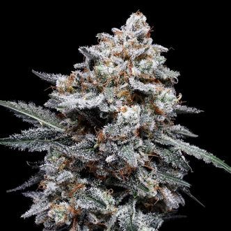 Patrick Swayze Auto (DNA Genetics) Feminiserade