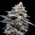Patrick Swayze Auto (DNA Genetics) Feminiserade