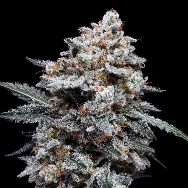 Patrick Swayze Auto (DNA Genetics) Feminiserade