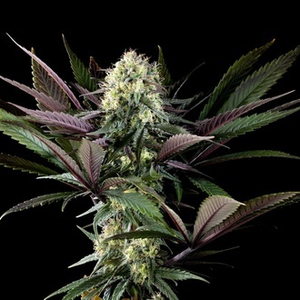 Apple Fritter (Kannabia) Feminiserade