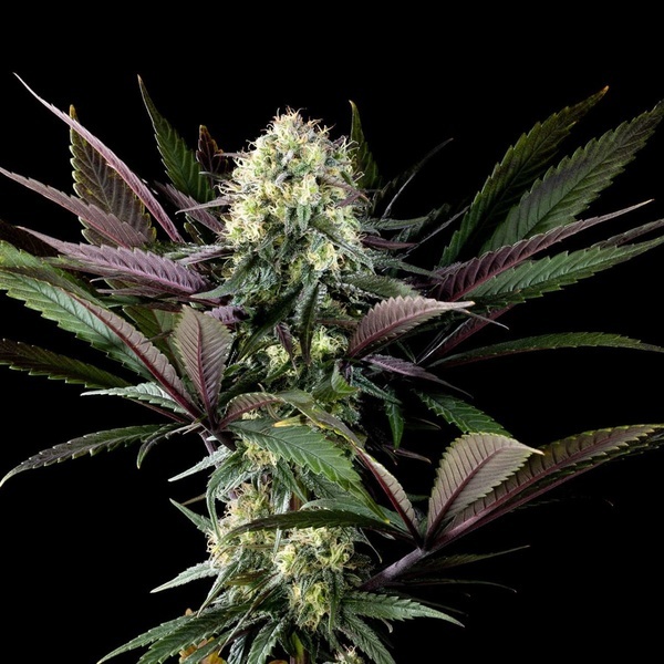 Apple Fritter (Kannabia) Feminiserade