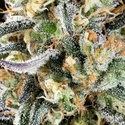 Apple Fritter (Kannabia) Feminiserade