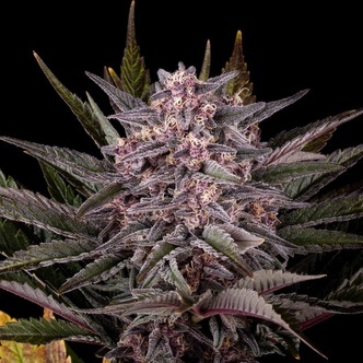 Pink Gelato (Kannabia) feminiserade cannabisfr&ouml;n