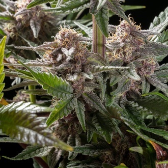 Pink Gelato (Kannabia) Feminiserade