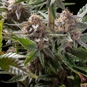 Pink Gelato (Kannabia) Feminiserade