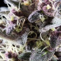 Pink Gelato (Kannabia) Feminiserade