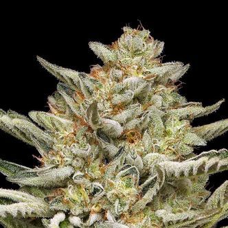 OG Triploid Auto (Humboldt Seed Company) feminiserade