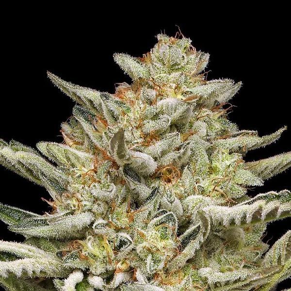 OG Triploid Auto (Humboldt Seed Company) Feminiserade