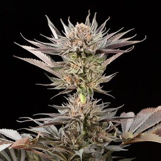 Lemon Tree 2.0 av Lemon Tree (Silent Seeds) Feminiserade