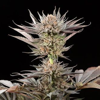 Lemon Tree 2.0 (Silent Seeds x Lemon Tree) Feminiserade