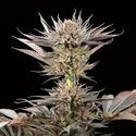 Lemon Tree 2.0 (Silent Seeds x Lemon Tree) Feminiserade