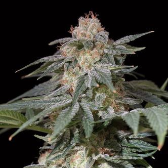 Lemon Tree Fast av Lemon Tree (Silent Seeds) Feminiserade