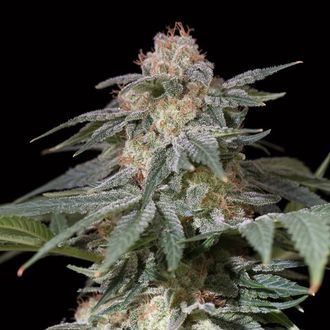 Lemon Tree Fast (Lemon Tree x Silent Seeds) Feminiserade