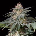 Lemon Tree Fast (Lemon Tree x Silent Seeds) Feminiserade