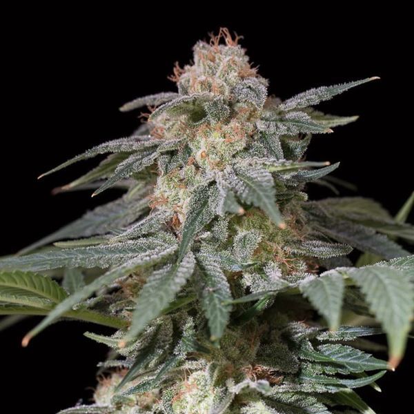Lemon Tree Fast (Lemon Tree x Silent Seeds) Feminiserade