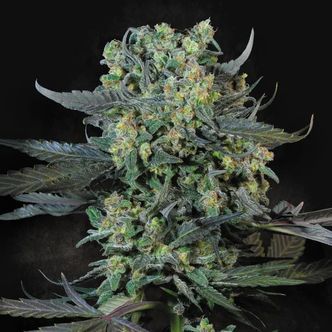 Momo (Paradise Seeds) feminiserade cannabisfr&ouml;n