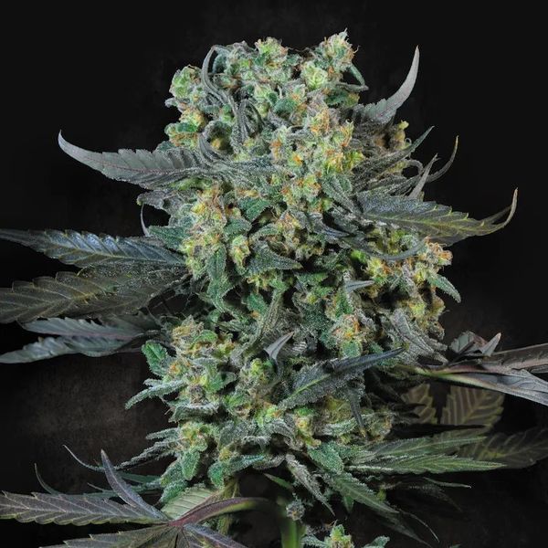 Momo (Paradise Seeds) Feminiserade
