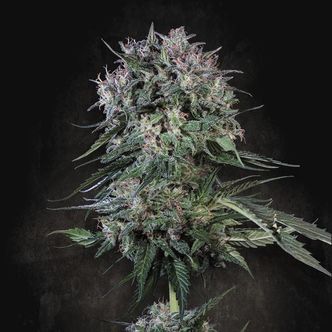 Doppler (Paradise Seeds) feminiserade