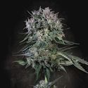 Doppler (Paradise Seeds) Feminiserade