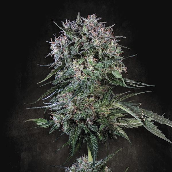 Doppler (Paradise Seeds) Feminiserade
