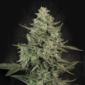 Mendo Cr&egrave;me (Paradise Seeds) feminiserade cannabisfr&ouml;n