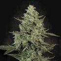 Mendo Crème (Paradise Seeds) Feminiserade