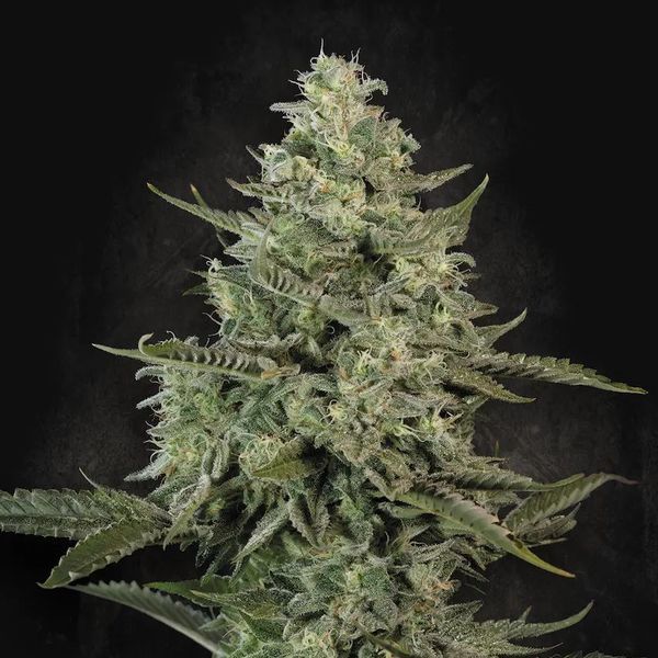 Mendo Crème (Paradise Seeds) Feminiserade