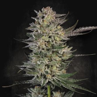 Candy Breath (Paradise Seeds) feminiserade