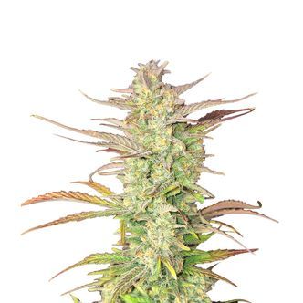 Z-Up Auto (FastBuds) feminiserade