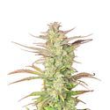 Z-Up Auto (FastBuds) Feminiserade
