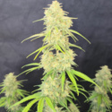 Z-Up Auto (FastBuds) Feminiserade