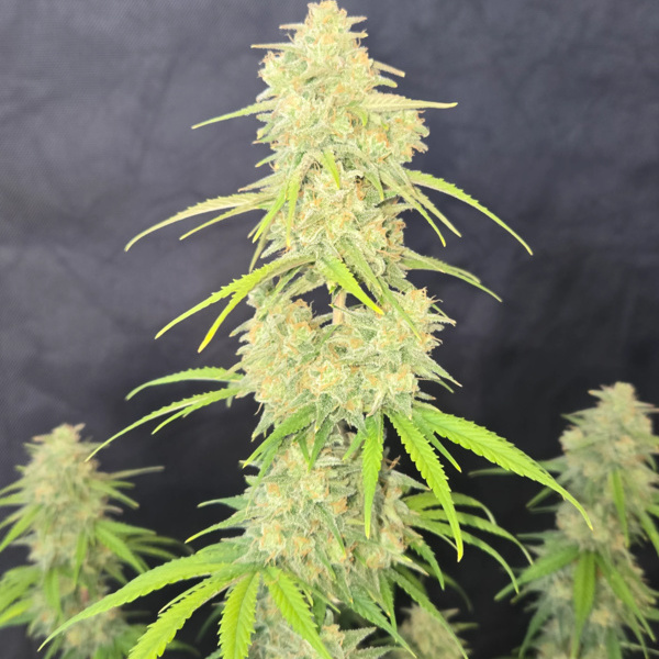 Z-Up Auto (FastBuds) Feminiserade