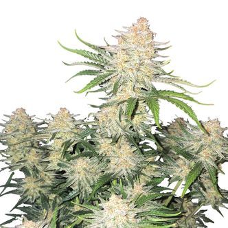 Frostbanger Auto (FastBuds) feminiserade cannabisfr&ouml;n