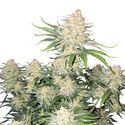 Frostbanger Auto (FastBuds) Feminiserade