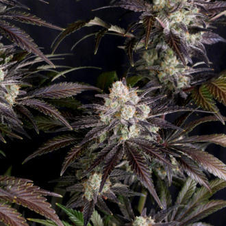 Frostbanger Auto (FastBuds) Feminiserade