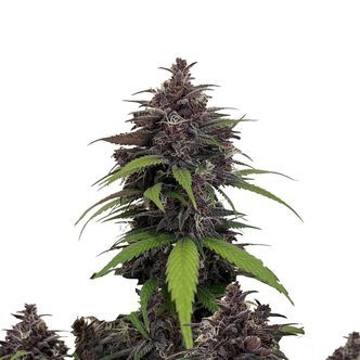 Purple Haze Auto (FastBuds) feminiserade