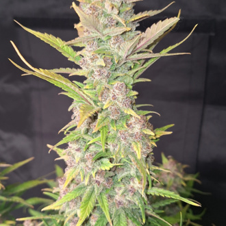 Purple Haze Auto (FastBuds) Feminiserade