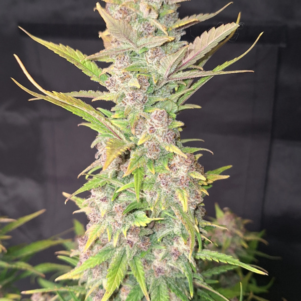 Purple Haze Auto (FastBuds) Feminiserade