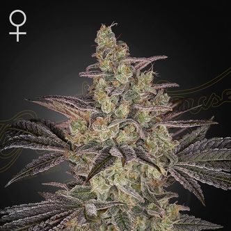 Frosted Guava Auto (Greenhouse Seeds) feminiserade