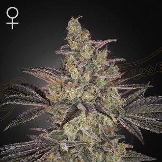 Feminiserad Frosted Guava Auto (Greenhouse Seeds)