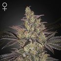 Feminiserad Frosted Guava Auto (Greenhouse Seeds)