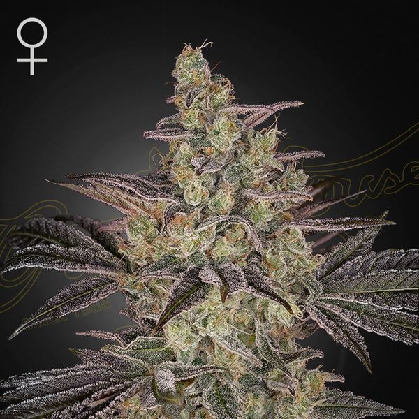 Feminiserad Frosted Guava Auto (Greenhouse Seeds)