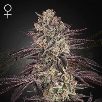 Biscotti Auto (Greenhouse Seeds) Feminiserade