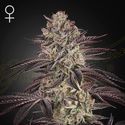 Biscotti Auto (Greenhouse Seeds) Feminiserade