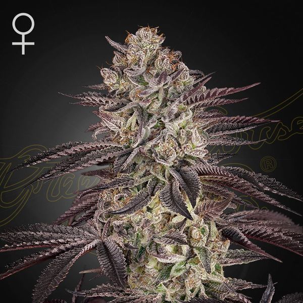 Biscotti Auto (Greenhouse Seeds) Feminiserade